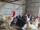 Country Hen