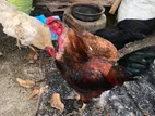 Country Hen