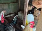 Country Hen