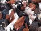 COUNTRY HEN