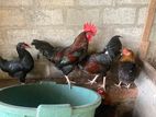 Roosters for Sale