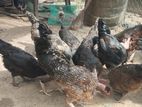 Country hens