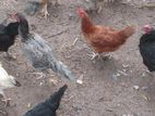 Country Hens
