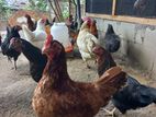 Country Hens (ගම් කිකිළියන්)