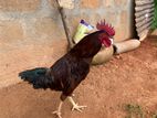 Country Rooster