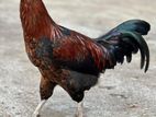 Country Rooster