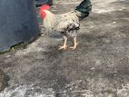 Country Rooster