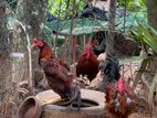 Country Roosters