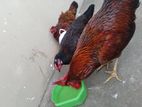 Country Roosters