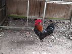 country roosters
