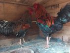 Country Roosters