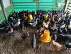 county chicken