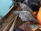 county chicken