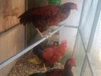 County Chicken