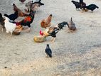County Chicken