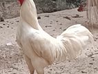 County Chicken Rooster