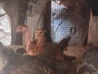 Country Chickens