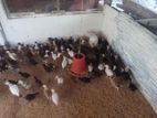 County Chicks