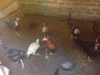 Country Hens