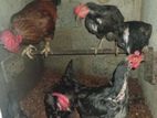 County Rooster