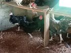 county rooster, hens