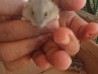 Hamster Babies