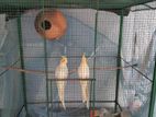 Cockatiel Birds with Cage