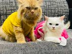 Persian Cat