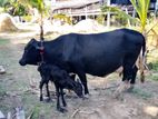 Cow 15 L