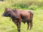 Cow (3)