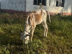 cow with calf