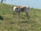 Cow with Calf