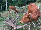 Cow with Calf