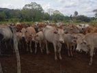 Namban Cow