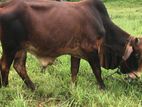 Farm Cow
