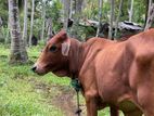 Cow Bull