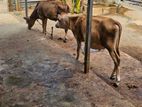 Male Cow