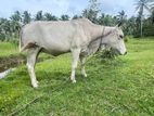 Cow Cattle In Kuliyapitiya