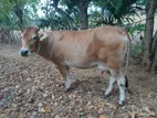 Cow Female