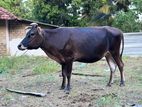 Cow Female