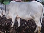 Cow Female