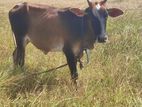 Milk Cow