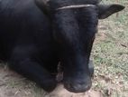 Milk Cow