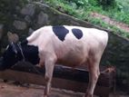 Farm Cow