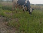 cow for sale