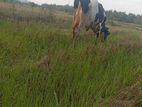 Farm Cow