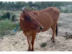 Farm Cow