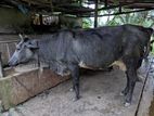 Farm Cow