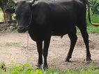 Farm Cow