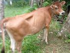 Cow for Sale